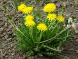 genus Taraxacum. Цветущее растение. Казахстан, Южно-Казахстанская обл., Угамский хр. ущелье р. Сазаната, гребень хребта, ≈ 2100 м н.у.м. 05.05.2011.