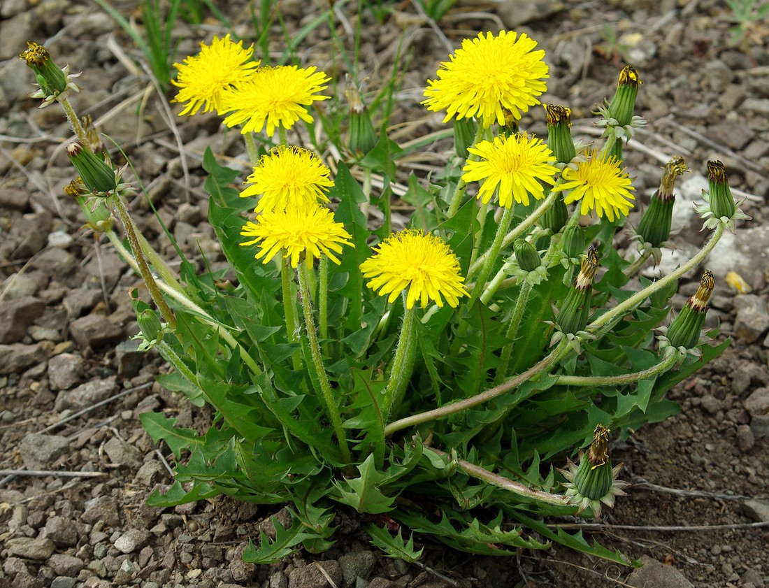 Image of genus Taraxacum specimen.