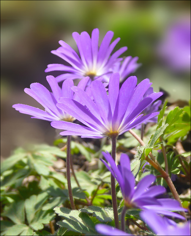 Изображение особи Anemone banketovii.