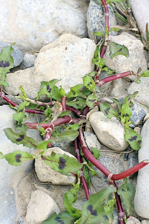 Image of Persicaria &times; lenticularis specimen.