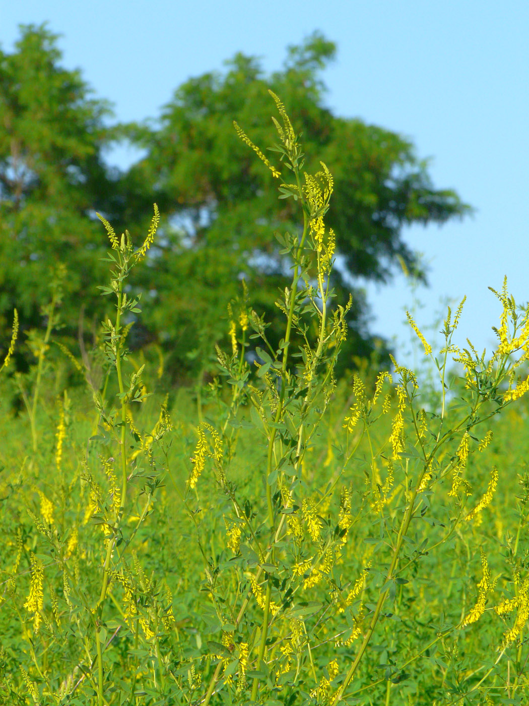 Image of Melilotus officinalis specimen.