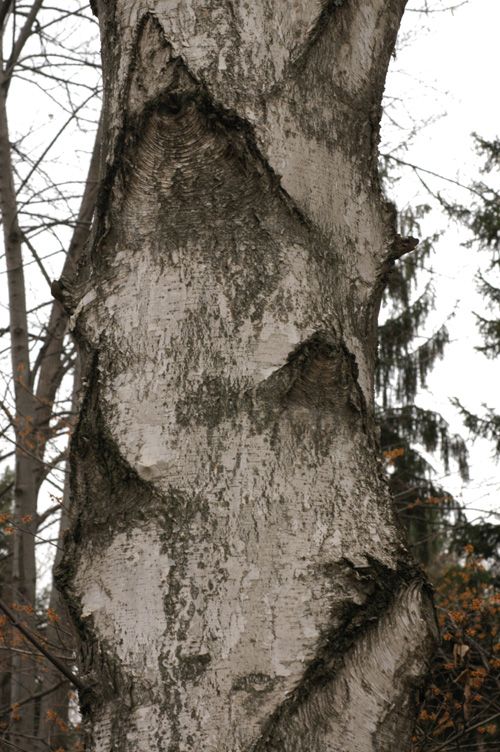 Image of Betula caerulea specimen.
