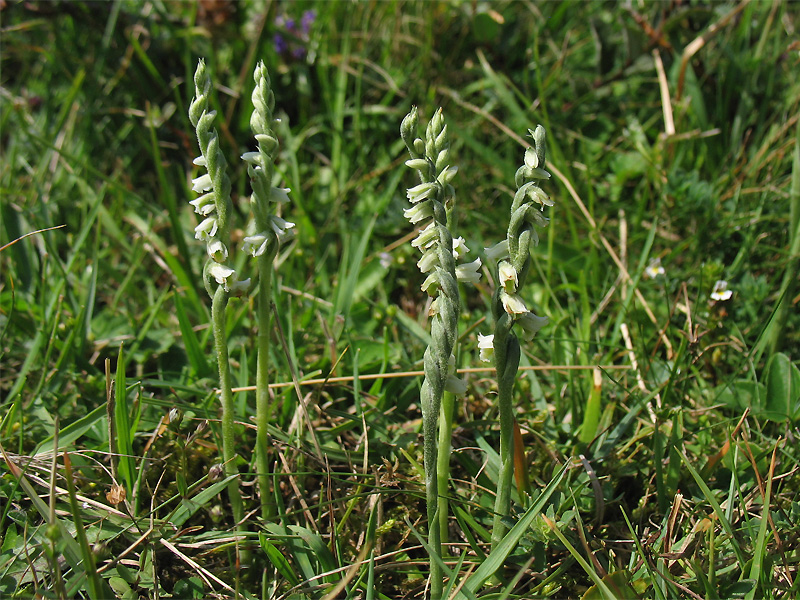 Изображение особи Spiranthes spiralis.