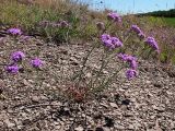 Dianthus pseudarmeria