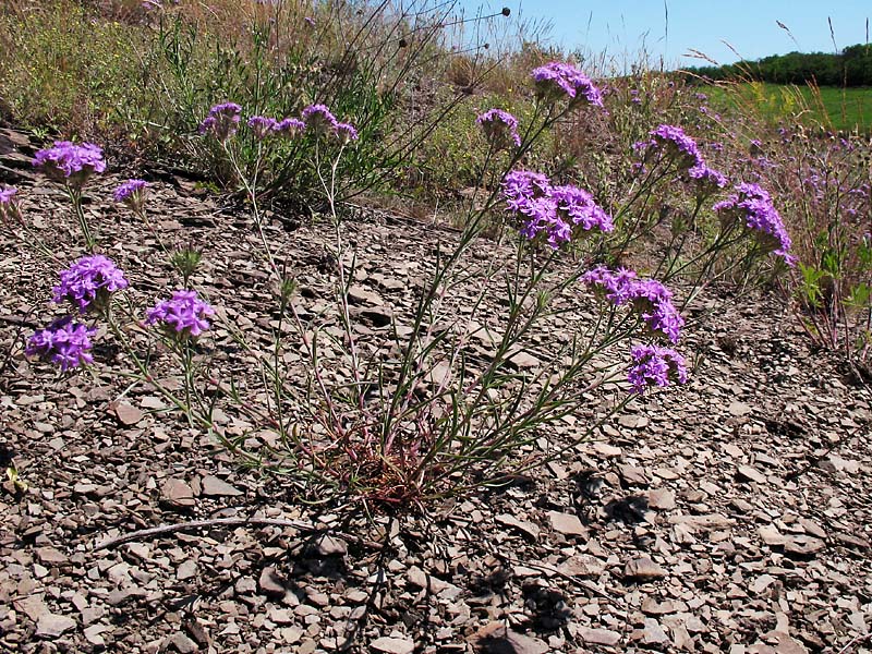 Изображение особи Dianthus pseudarmeria.