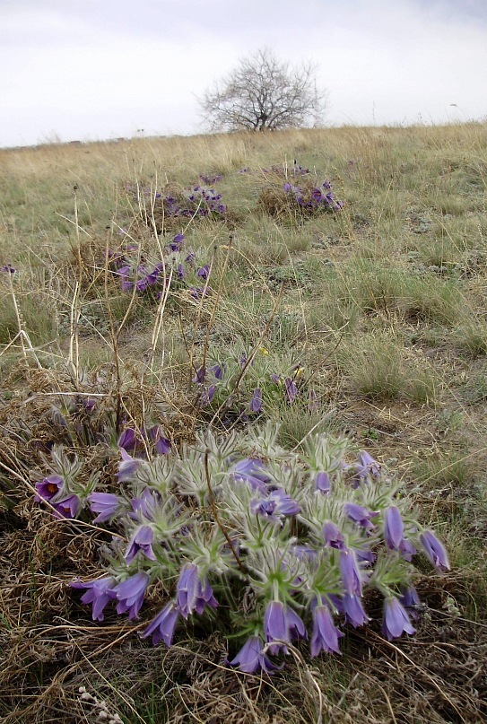 Изображение особи Pulsatilla turczaninovii.