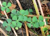 Marsilea quadrifolia. Листья. Астраханская обл., Камызякский р-н, берег р. Гандурино у переправы возле с. Образцово-Травино. 17.08.2011.