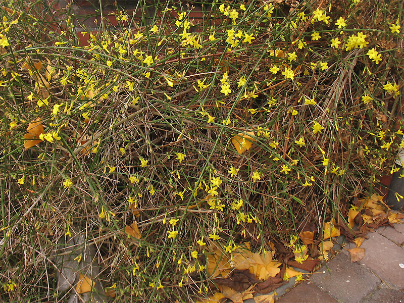 Image of Jasminum nudiflorum specimen.