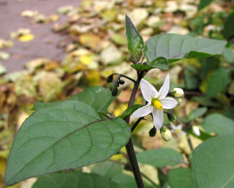 Image of Solanum nigrum specimen.