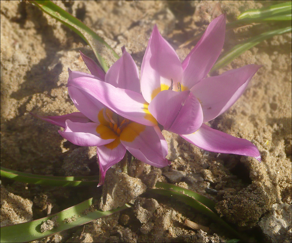 Image of Tulipa humilis specimen.