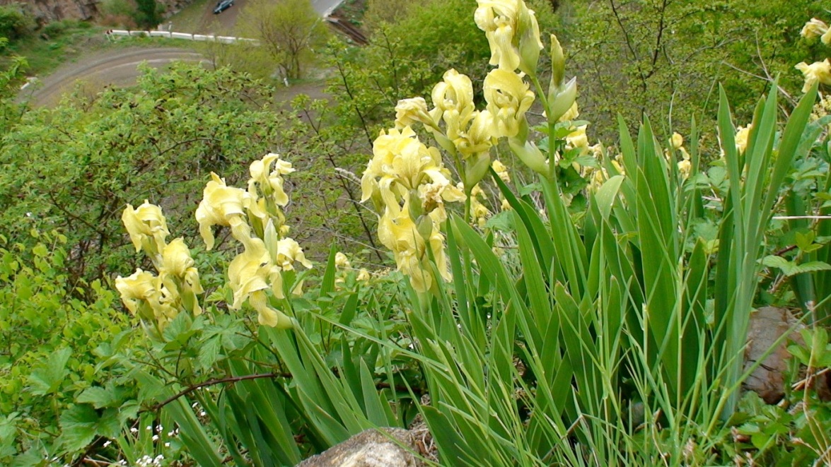 Изображение особи Iris imbricata.