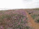 Astragalus brachylobus. Аспект цветущих растений в песчаной полупустыне. Калмыкия, Черноземельский р-н, окр. пос. Лагань. 28.04.2012.