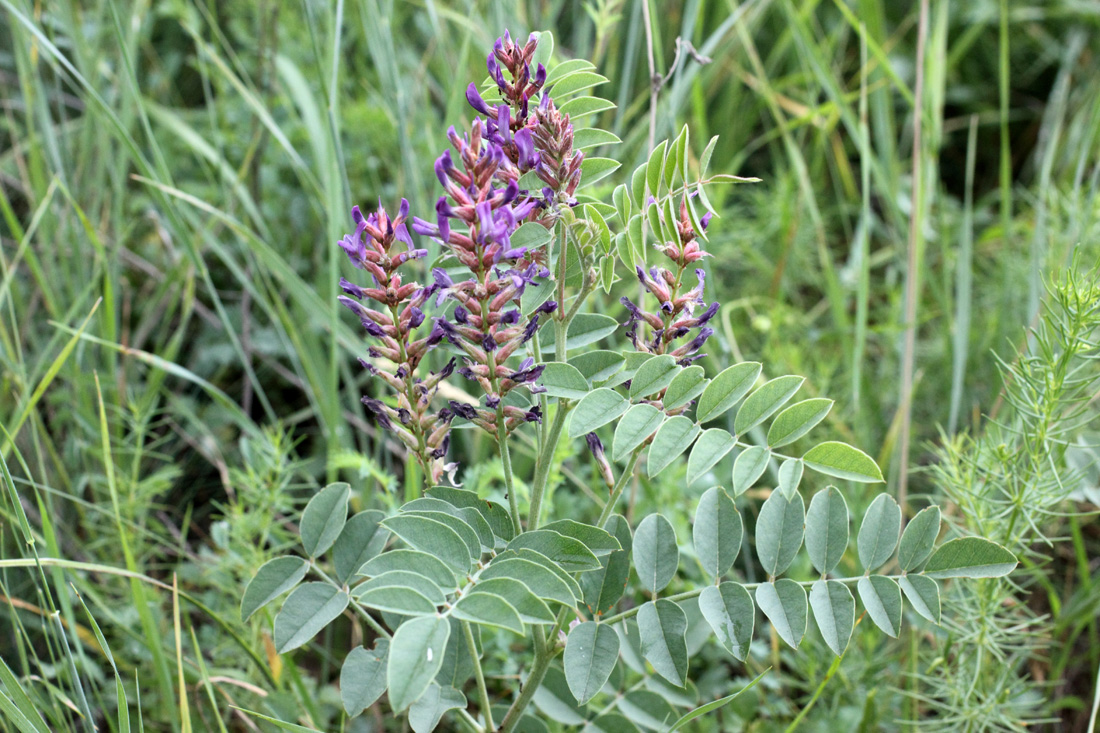 Изображение особи Glycyrrhiza glabra.