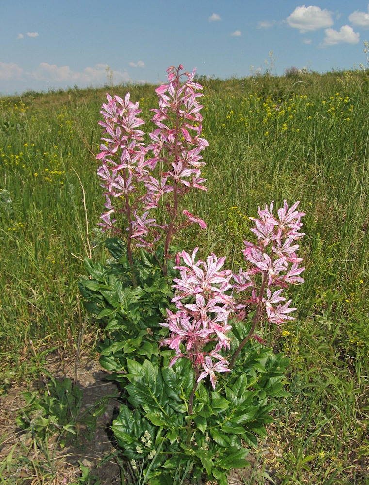 Image of Dictamnus angustifolius specimen.