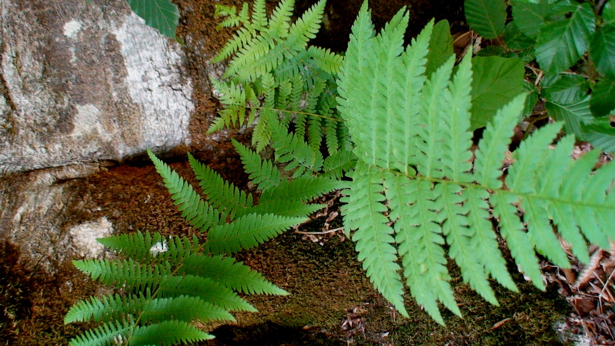 Изображение особи род Dryopteris.