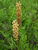 Orobanche alba. Цветущие растения на остепнённом склоне. Курская обл., Беловский р-н, с. Долгий Колодезь. 16 июня 2006 г.