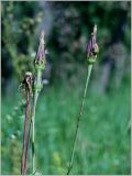 Tragopogon dubius subspecies major. Соплодия. Чувашия, окр. г. Шумерля, ст. Кумашка, ж.-д. насыпь. 20 июня 2012 г.