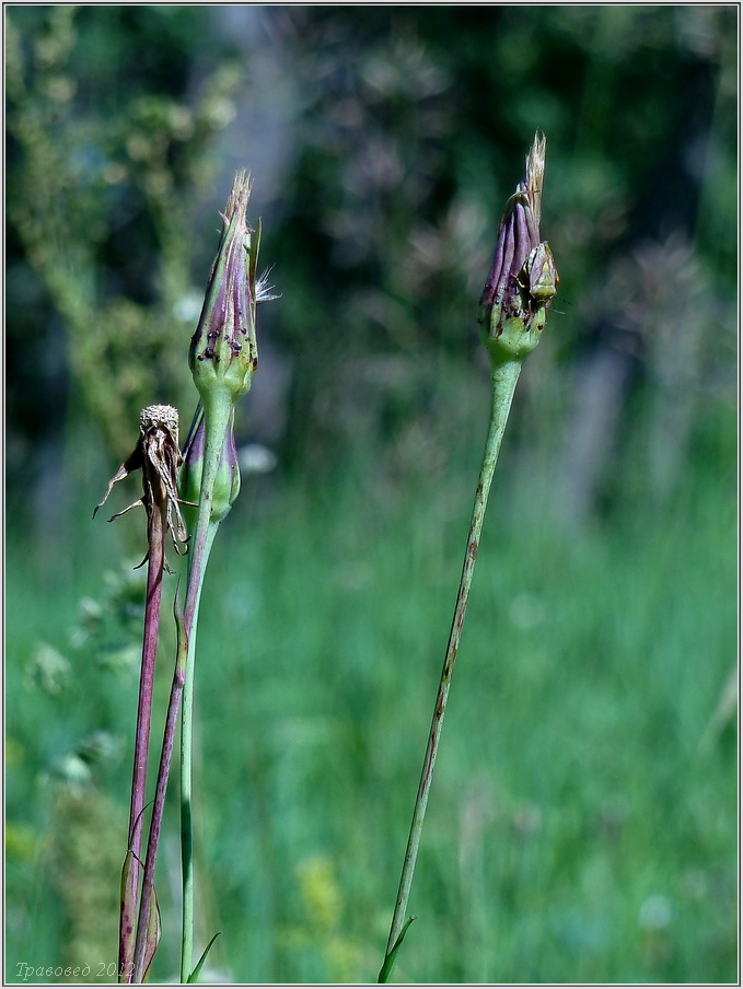 Изображение особи Tragopogon dubius ssp. major.