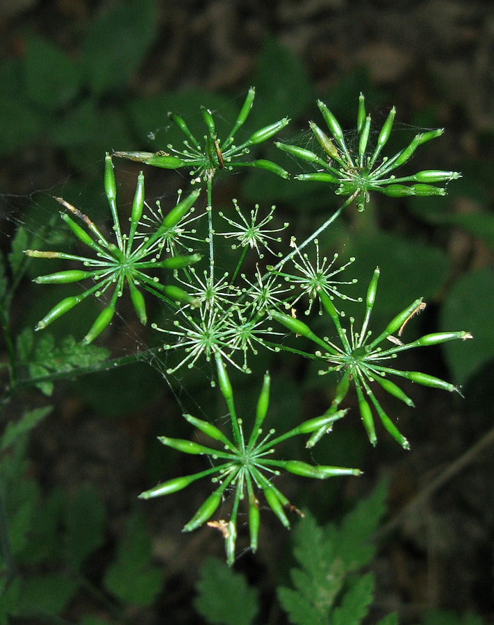 Image of Chaerophyllum temulum specimen.