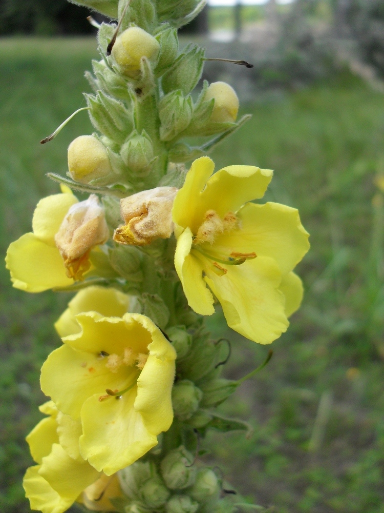 Image of Verbascum densiflorum specimen.