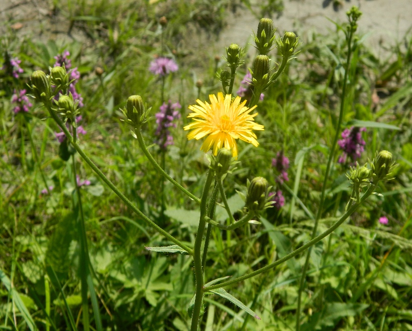 Image of Picris hieracioides specimen.