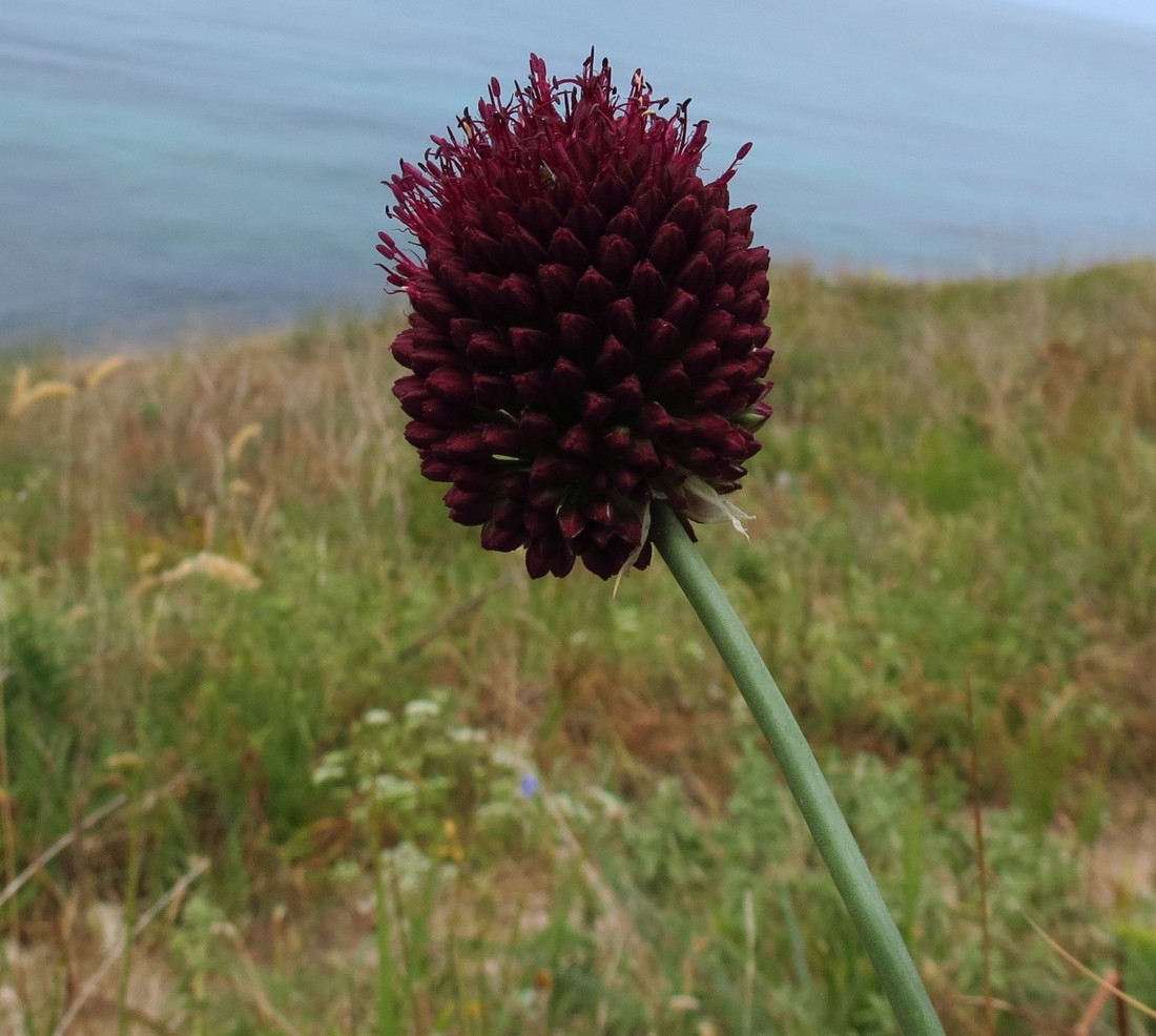 Image of Allium sphaerocephalon specimen.