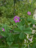 Oxalis tetraphylla