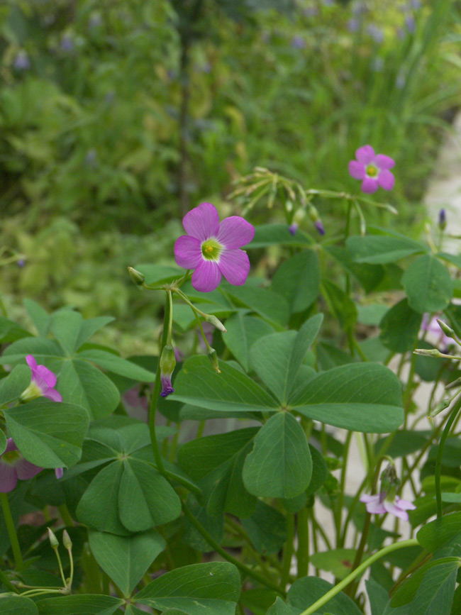 Image of Oxalis tetraphylla specimen.
