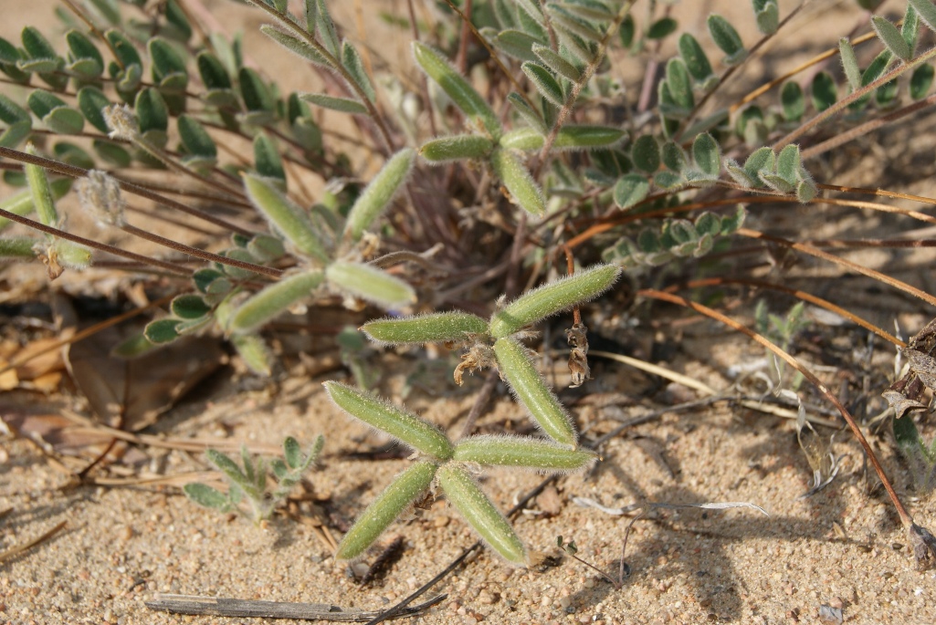 Image of Gueldenstaedtia verna specimen.