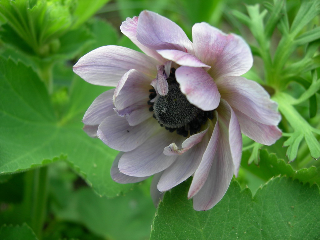 Изображение особи Anemone coronaria.