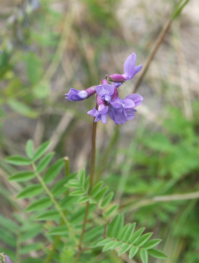 Изображение особи Astragalus brachytropis.