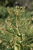 Ferula karatavica