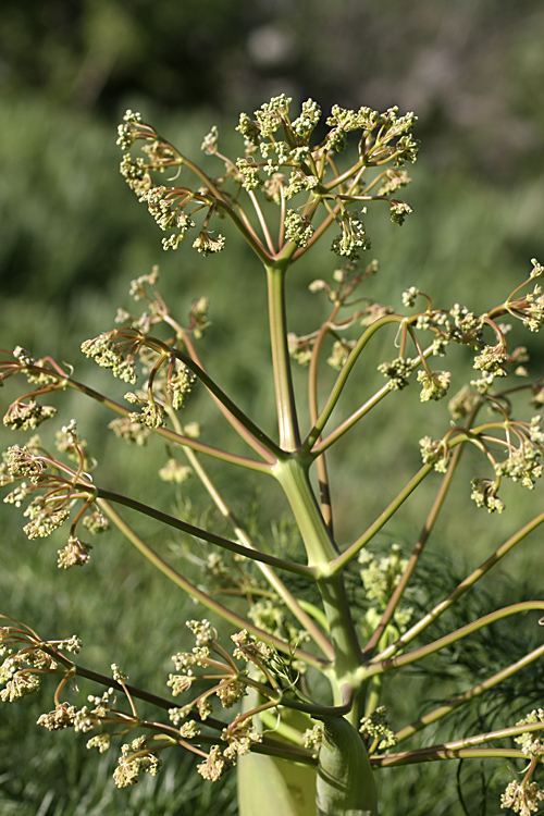 Изображение особи Ferula karatavica.