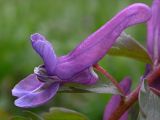 Corydalis solida