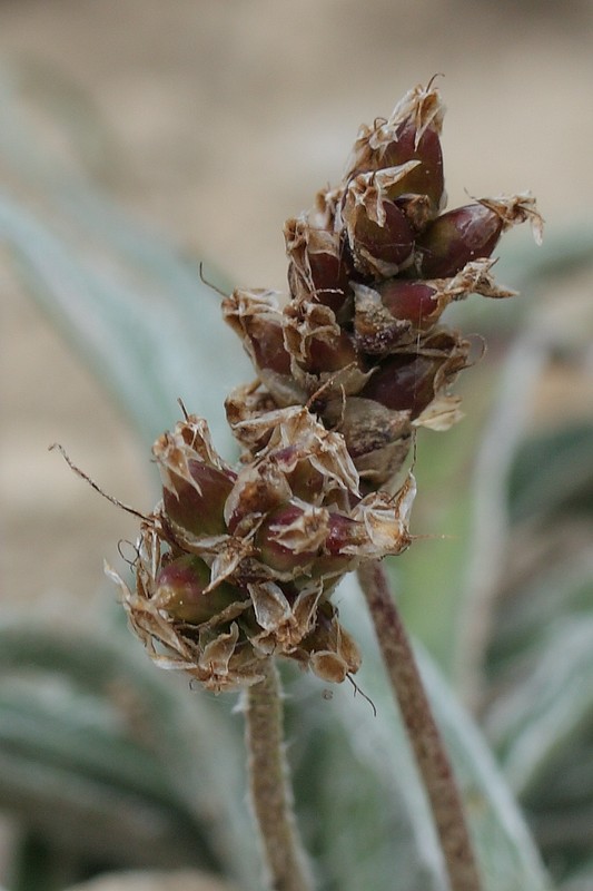 Изображение особи Plantago monosperma ssp. discolor.