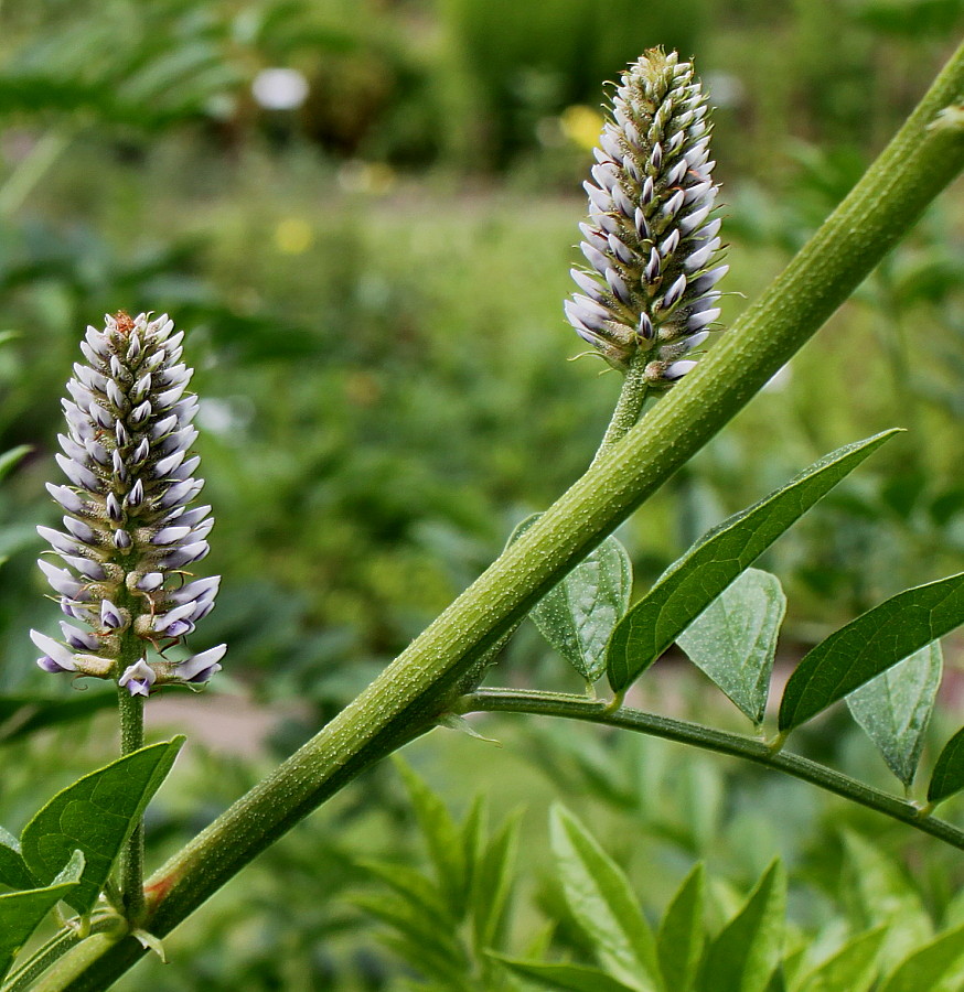 Изображение особи Glycyrrhiza echinata.