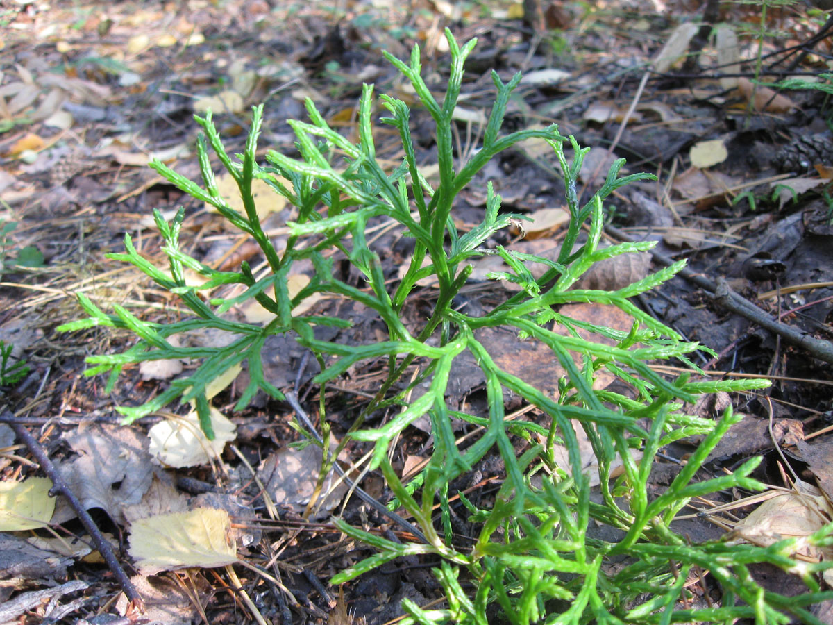 Image of Diphasiastrum complanatum specimen.