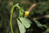 Medicago denticulata