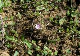 Erodium cicutarium