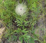 Pulsatilla dahurica