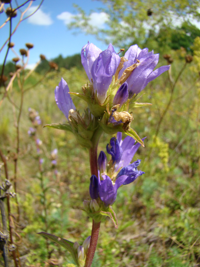 Image of Campanula glomerata specimen.