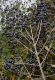 Ligustrum vulgare. Соплодие ('Lodense'). Германия, г. Кемпен, зона отдыха. 26.10.2012.