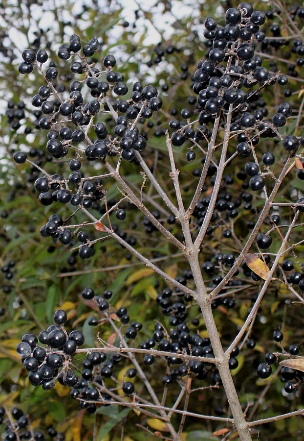 Изображение особи Ligustrum vulgare.