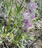 Stachys lavandulifolia