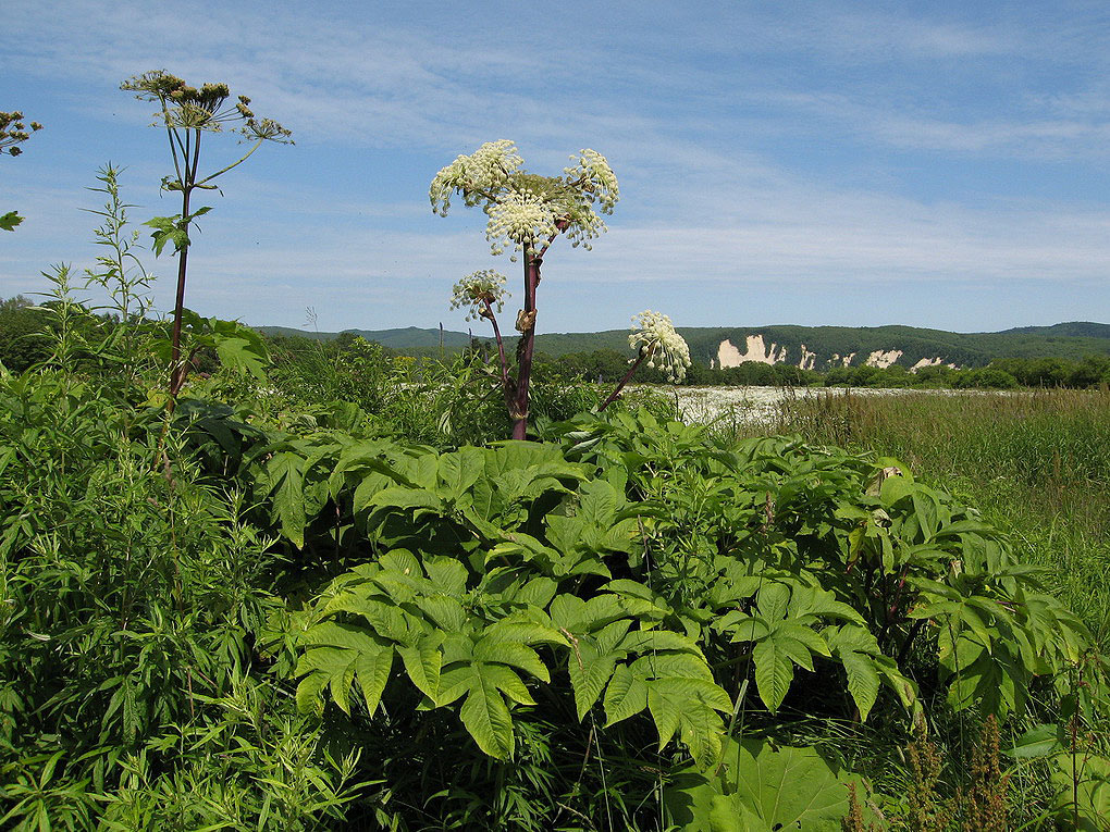 Image of Angelica ursina specimen.
