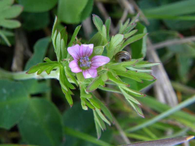 Image of Geranium dissectum specimen.