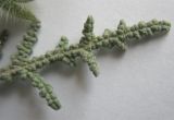 Salvia lanigera. Часть листа. Израиль, г. Беэр-Шева, пустырь. 03.01.2013.