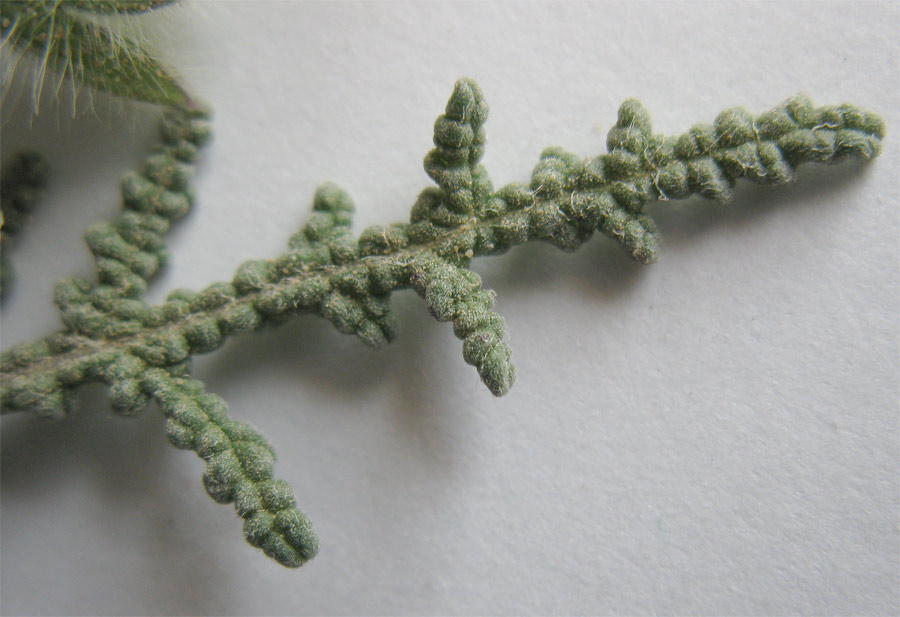 Image of Salvia lanigera specimen.