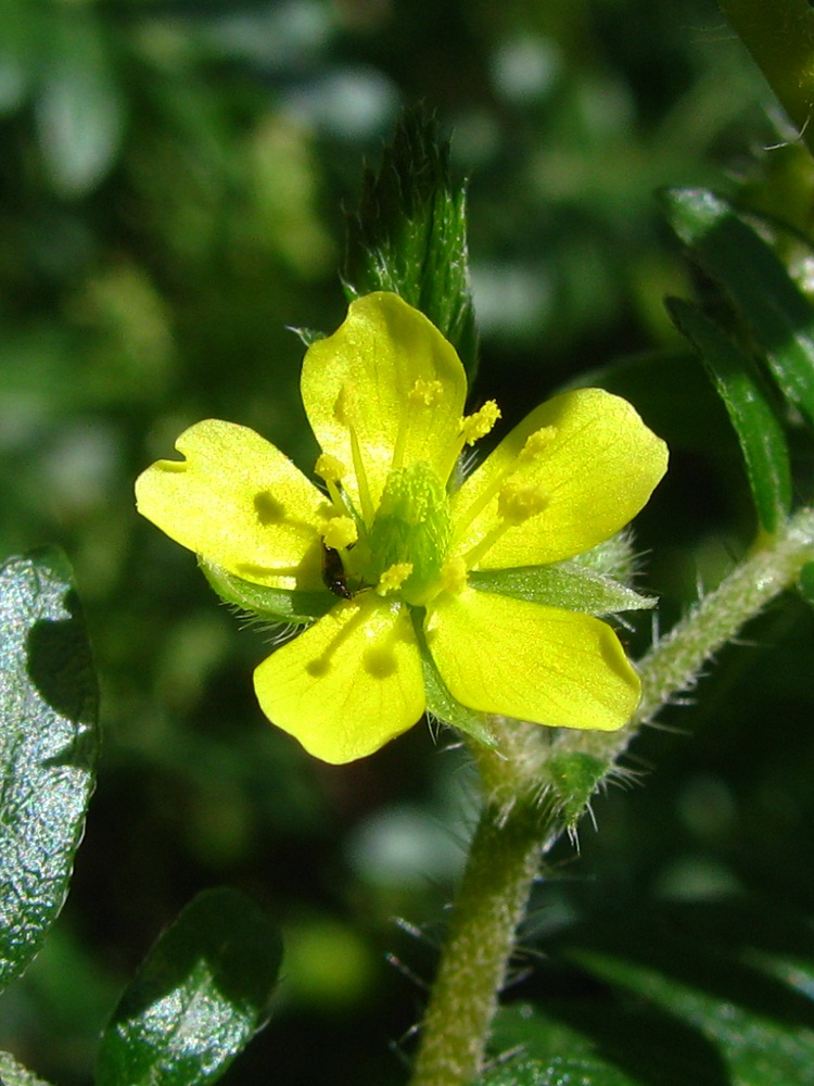 Изображение особи Tribulus terrestris.