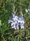 Veronica jacquinii